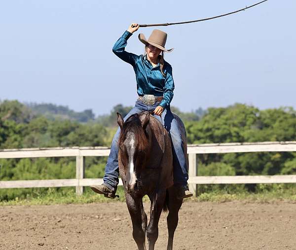 bomproof-quarter-horse