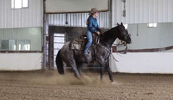 bomproof-horse