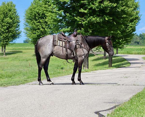 any-age-rider-gelding