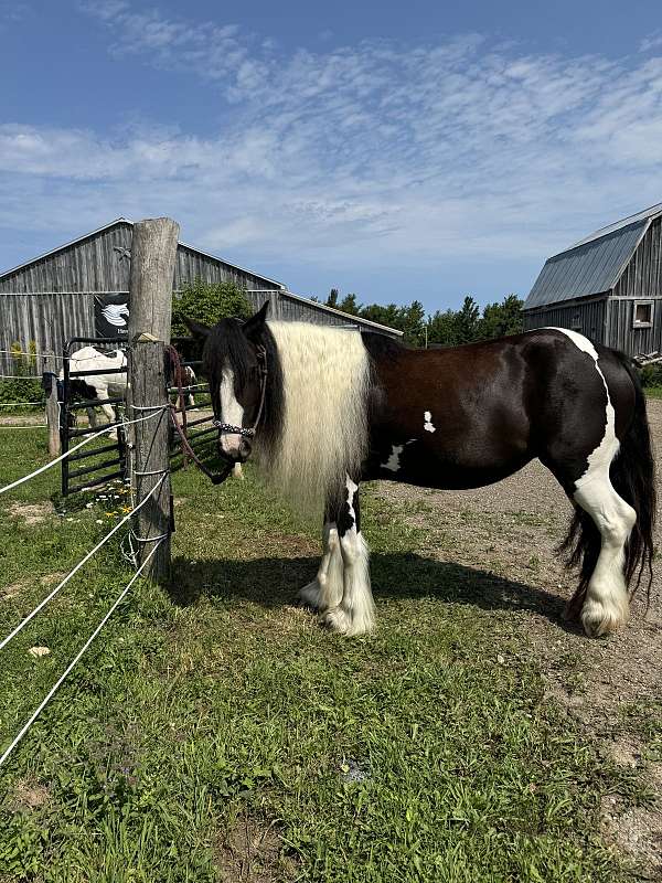 gypsy-vanner-mare