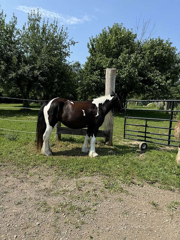 gypsy-vanner-horse-for-sale