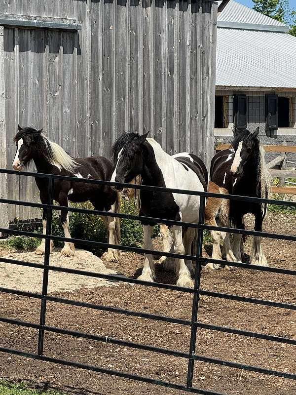 gypsy-vanner-horse