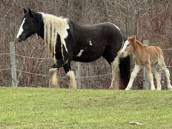 gypsy-vanner
