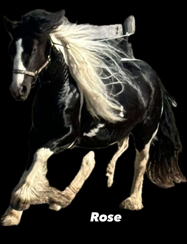 stallion-filly
