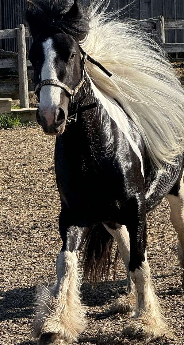 stallion-mare
