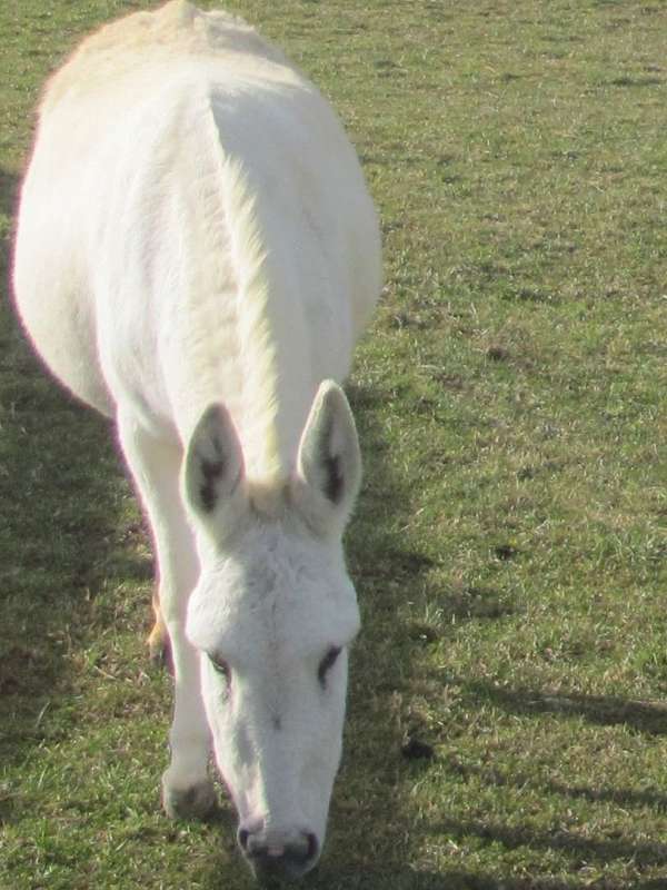 roan-gelding-donkey