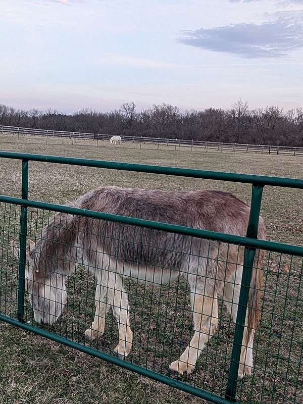 rojo-donkey