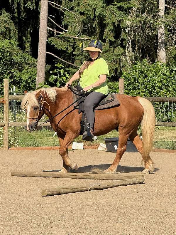 white-stripe-four-socks-horse