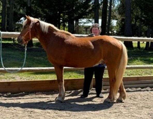 sorrel-white-stripe-four-socks-horse