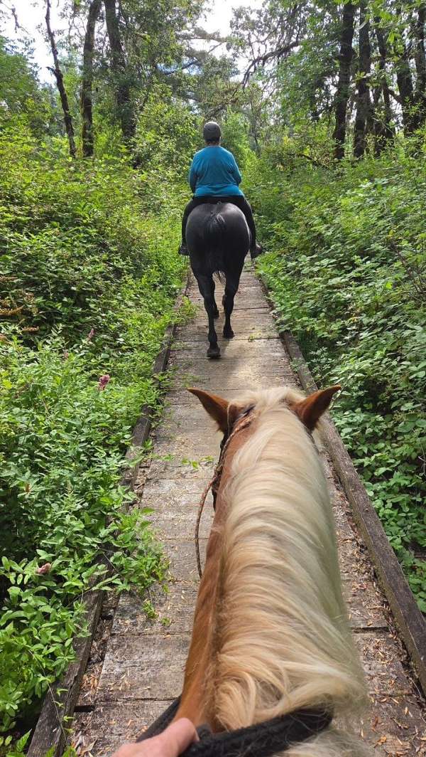 trail-obstacles-responsive-to-training-haflinger-horse