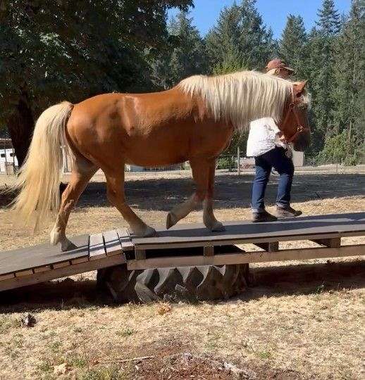 athletic-trail-riding-haflinger-horse