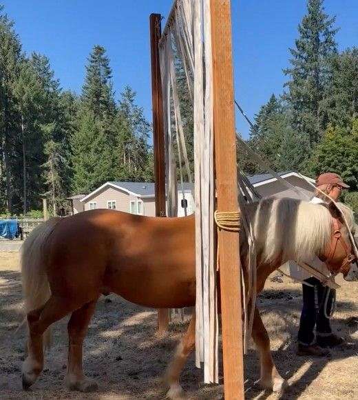 white-stripe-four-socks