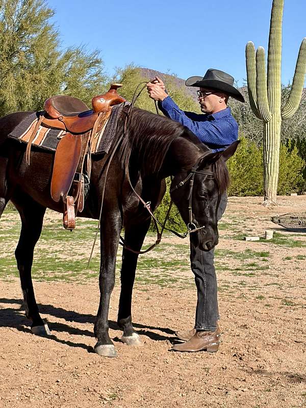 equitation-arabian-horse