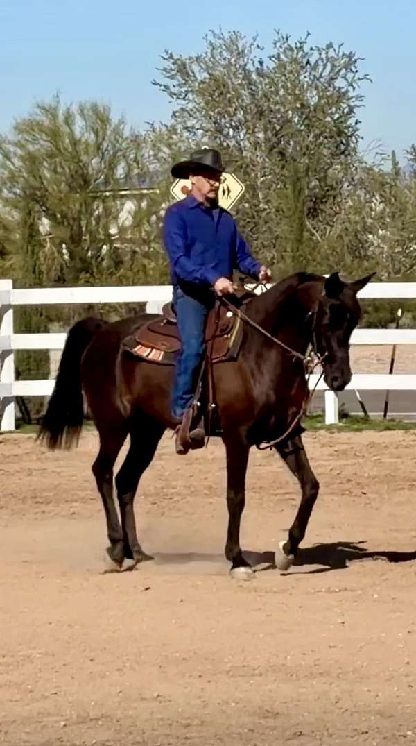 hunt-seat-equitation-arabian-horse