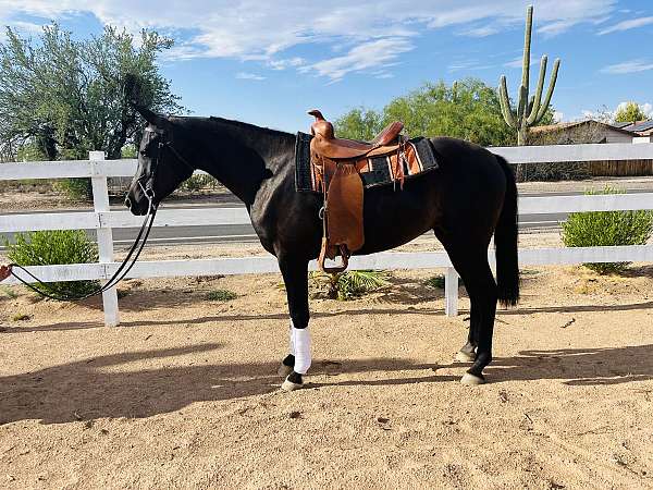 hunter-jumper-arabian-horse