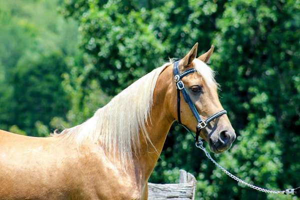 trail-trail-riding-palomino-tennessee-walking-horse