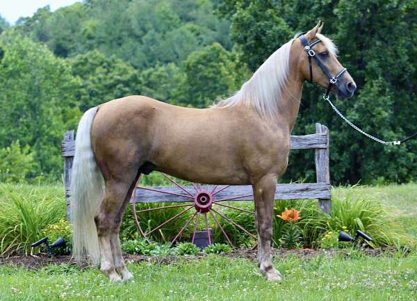 gaited-tennessee-walking-horse