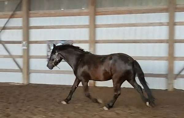 black-therapy-pony