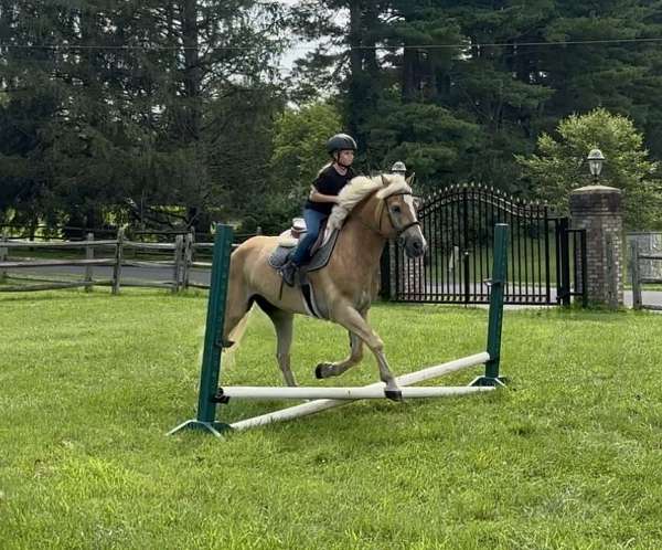 athletic-haflinger-pony