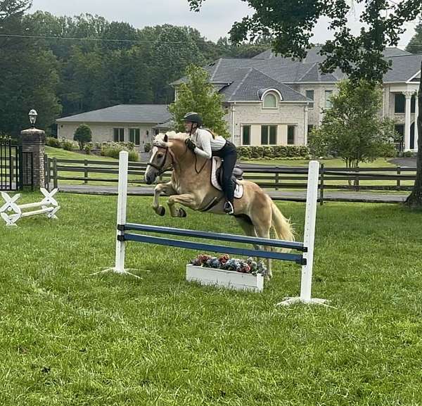 beginner-haflinger-pony