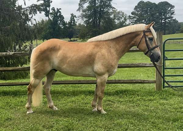 all-around-haflinger-pony