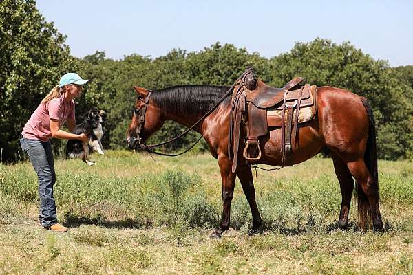 topwind-gelding