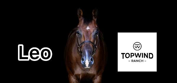 gentle-quarter-horse