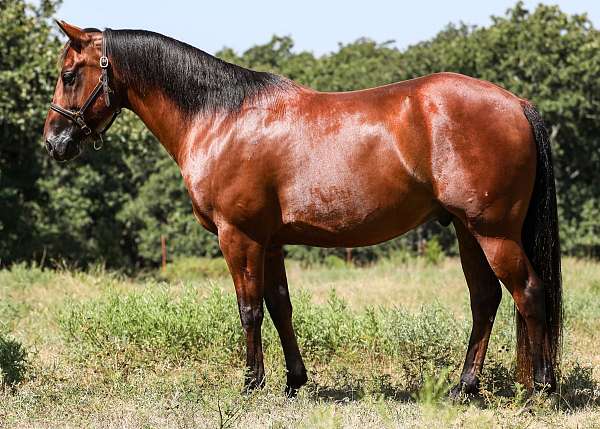 ranch-quarter-horse