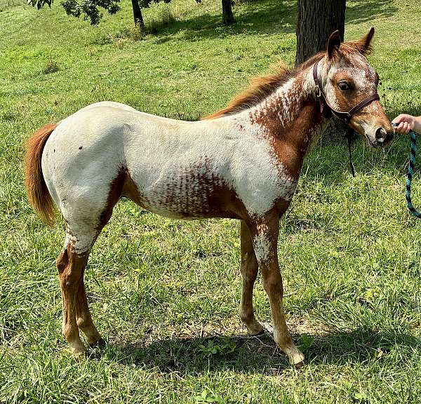 americas-poa-horse