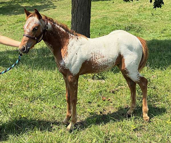 babies-poa-horse
