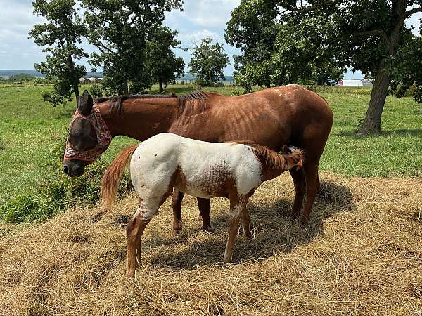 baby-poa-horse