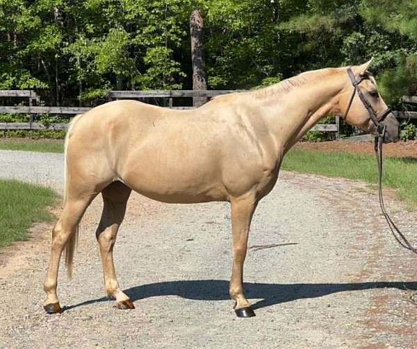 clips-quarter-pony