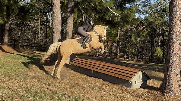 cross-country-quarter-pony