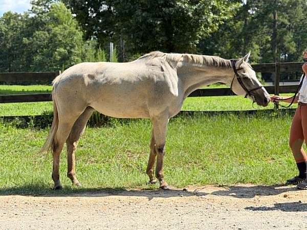 valentina-thoroughbred-horse