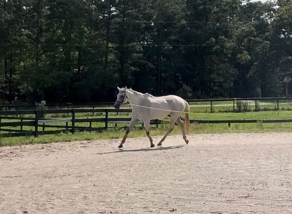 valentina-horse
