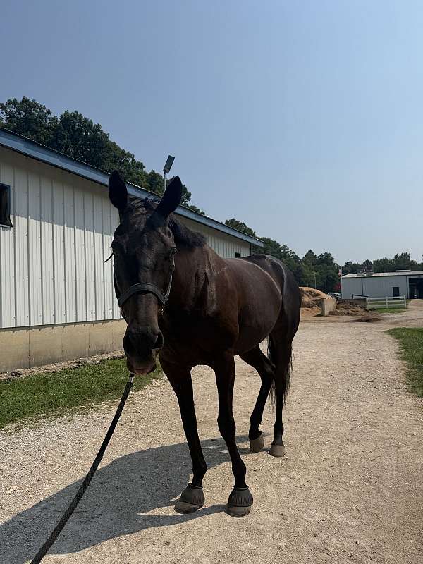 thoroughbred-horse-for-sale
