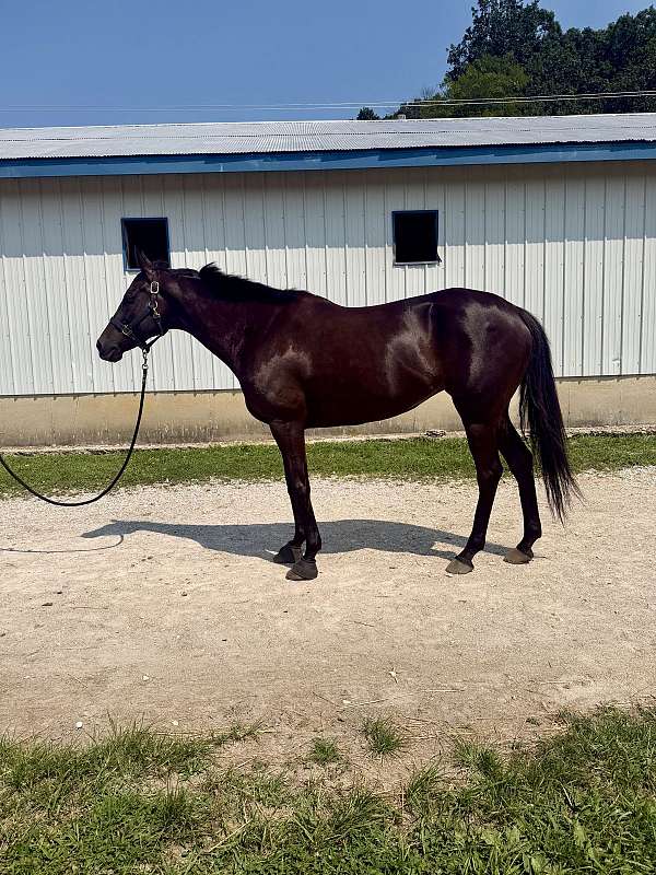 thoroughbred-mare