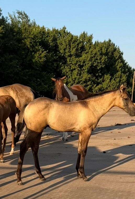 quarter-horse-for-sale