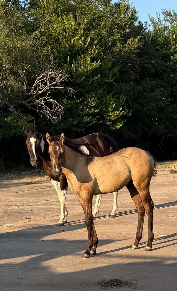 quarter-horse-colt