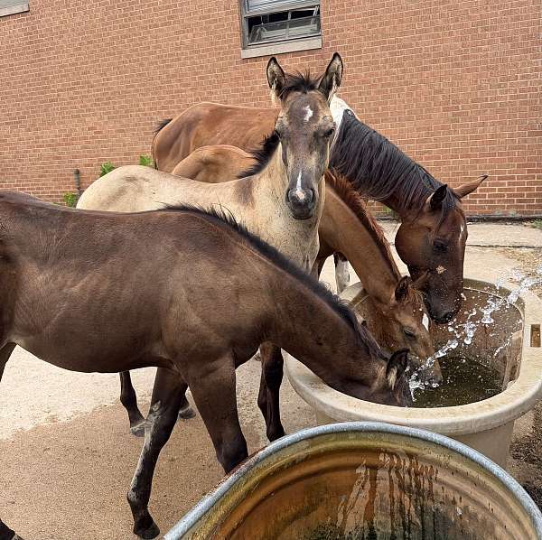 quarter-horse