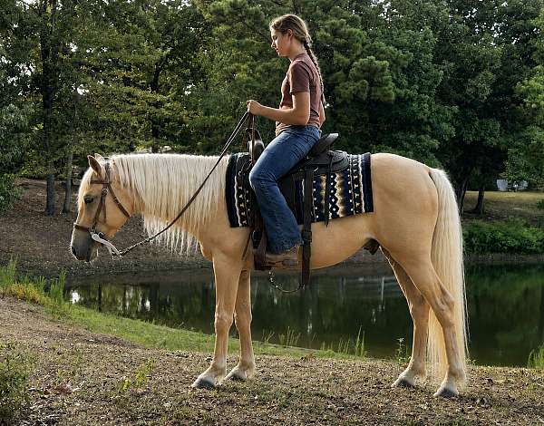 palomino-white-blaze-socks-horse