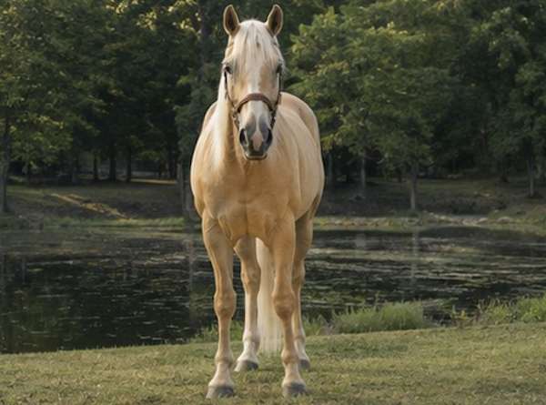 companion-quarter-horse