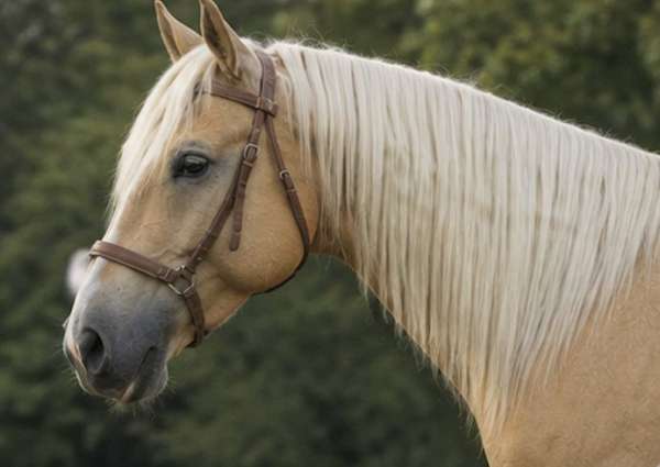 flashy-quarter-horse