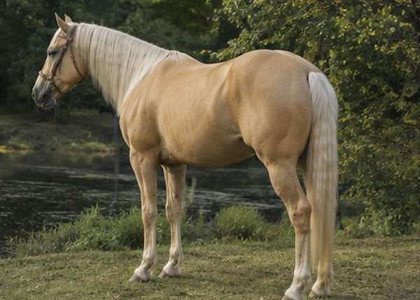 flaxen-mane-quarter-horse