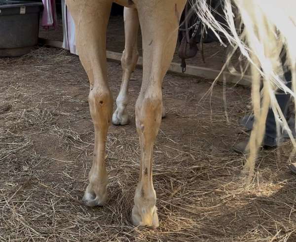 husband-safe-quarter-horse