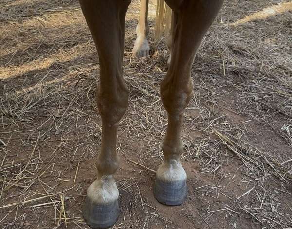 parade-quarter-horse