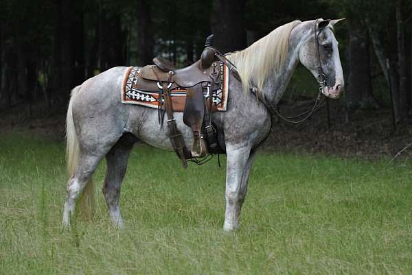 red-roan-blaze-stockings-flaxen-mane-tail-horse