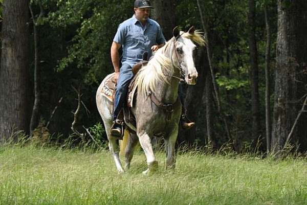red-roan-horses-for-sale-tennessee-walking