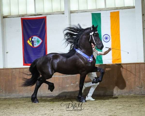 amature-friesian-horse