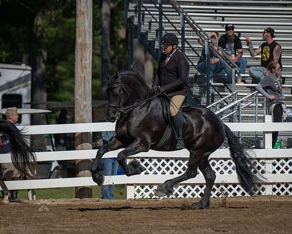 beautiful-friesian-horse